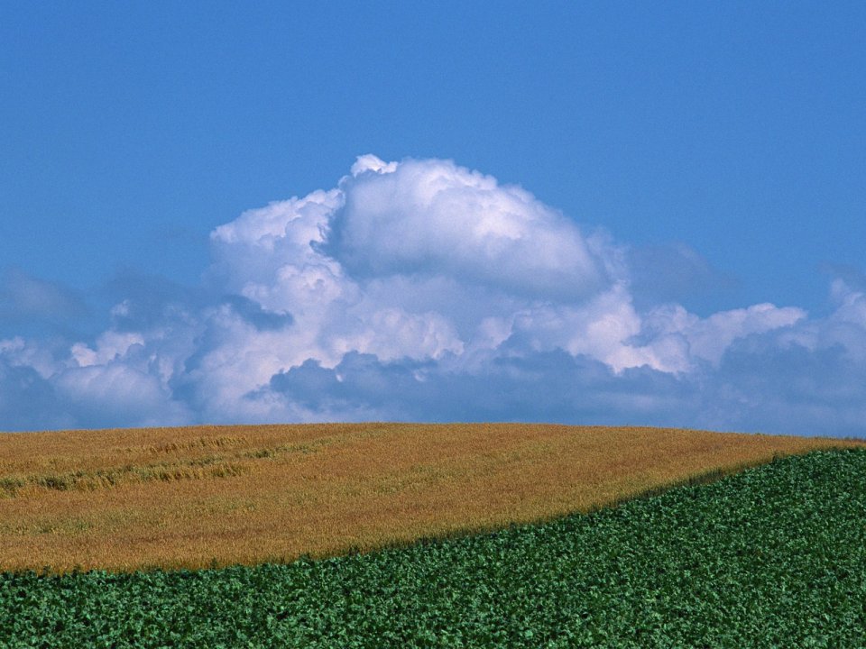 Summer Rural Landscape Golden Wheat Green Crops Blue Sky Cumulus