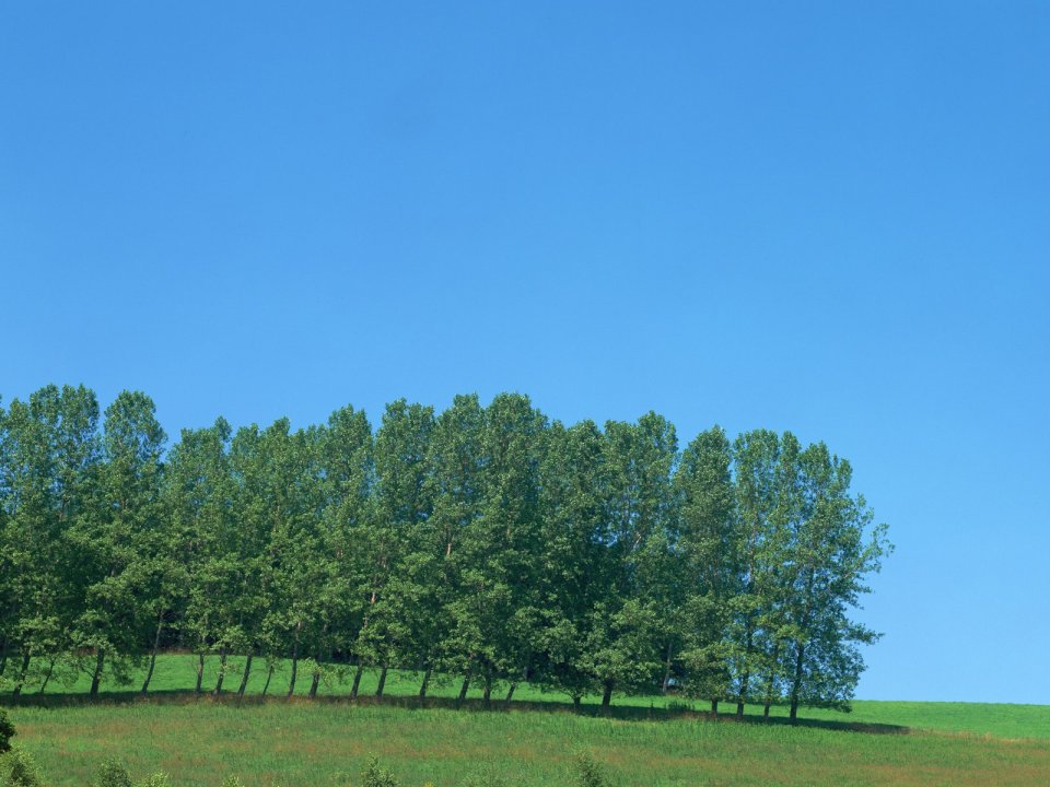 夏日晴空郊野青草地杨树林自然风光