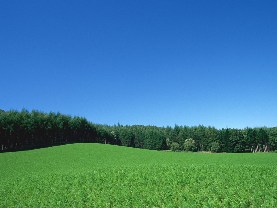Sunny Sky Rural Green Field Conifer Forest Landscape