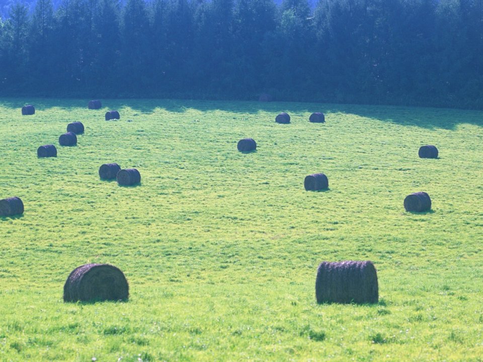 Rural Pasture Green Meadow With Scattered Hay Bales Scenery