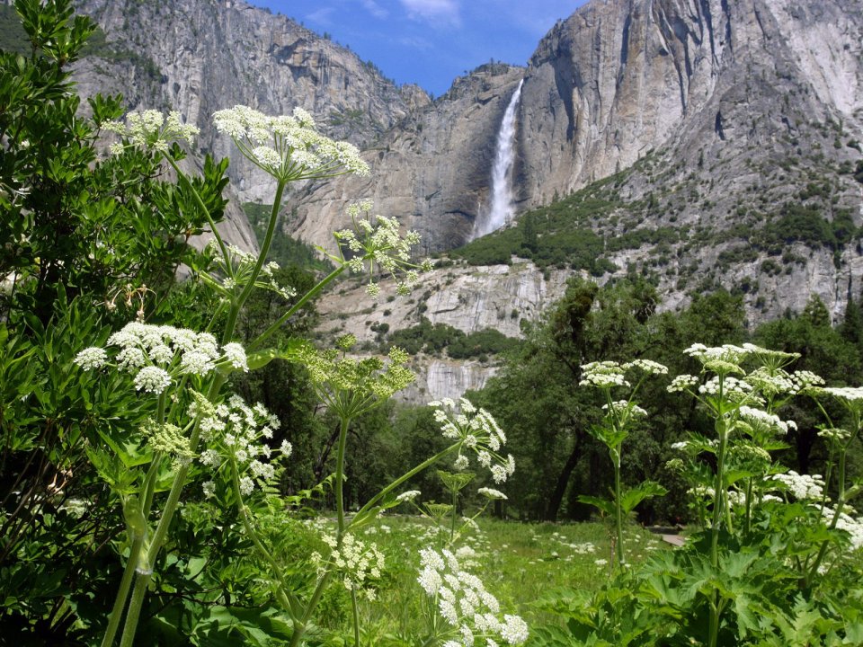 Cow Parsnip And Upper Yosemite Falls Yosemite National Park