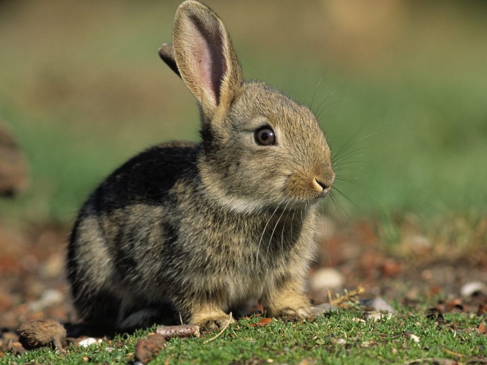 Young European Rabbit Sitting On Grassland Wildlife Photo