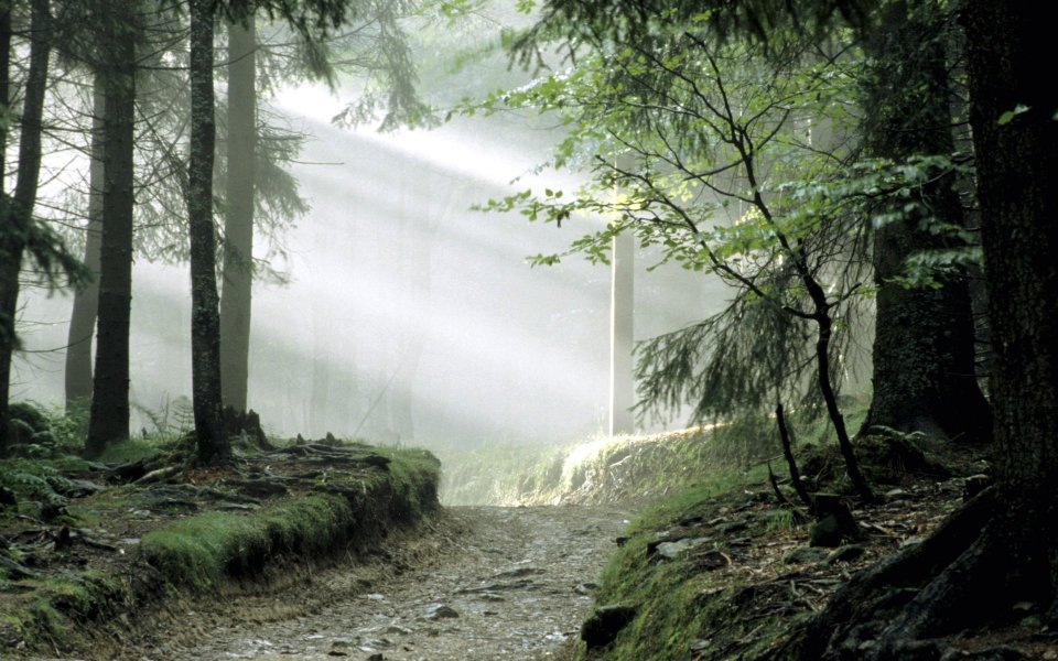 Fairy Tale Forest Bavarian National Forest