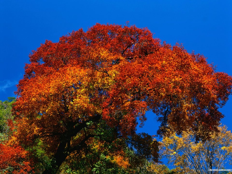 Autumn Forest Red Leaves Tree Under Clear Blue Sky