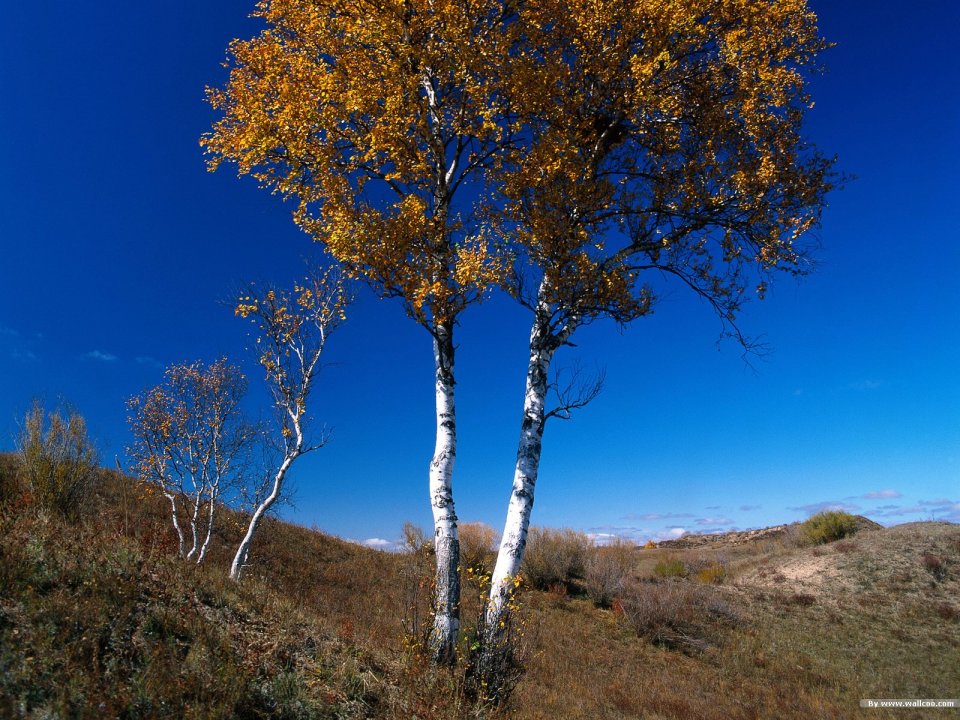 Autumn Golden Birch Trees Under Clear Blue Sky