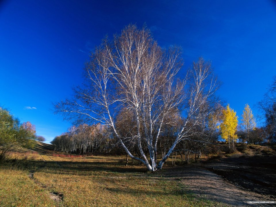 Autumn Birch Forest Landscape Under Clear Blue Sky