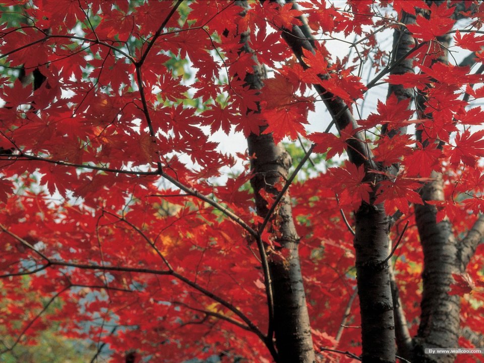 Bright Red Maple Leaves Autumn Natural Scenery