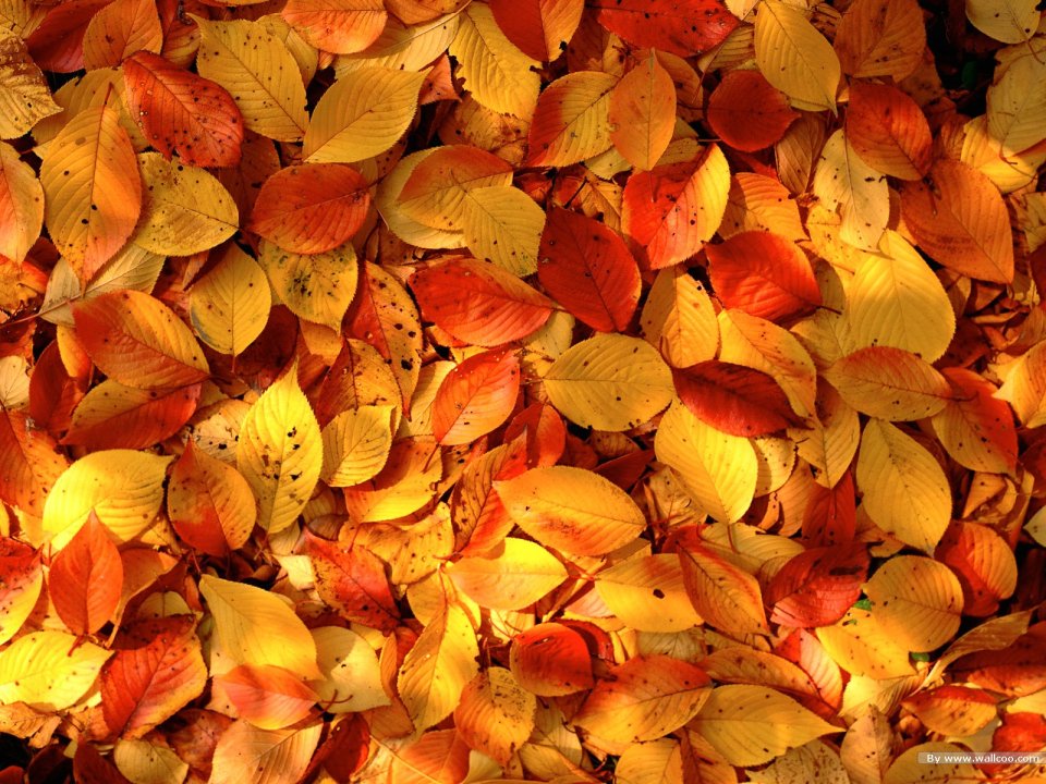 Autumn Warm Toned Fallen Leaves Closeup