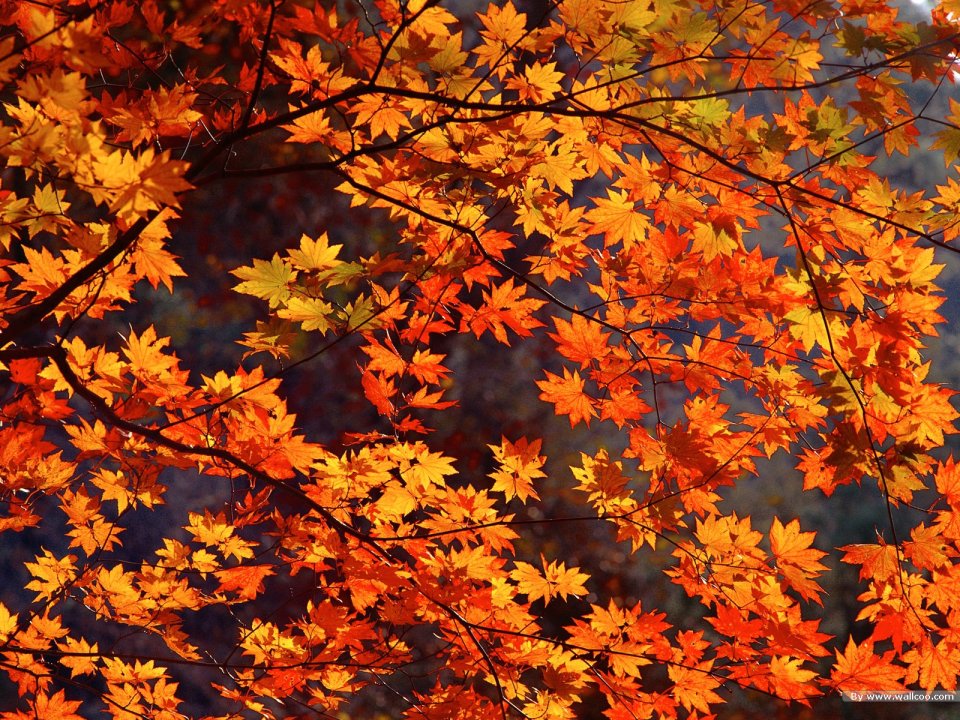 Backlit Red Maple Leaves Autumn Scenery Closeup