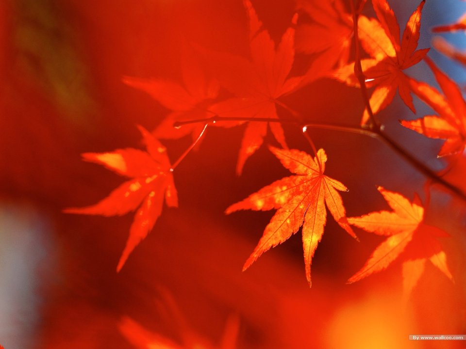 秋日逆光红枫叶微距特写壁纸