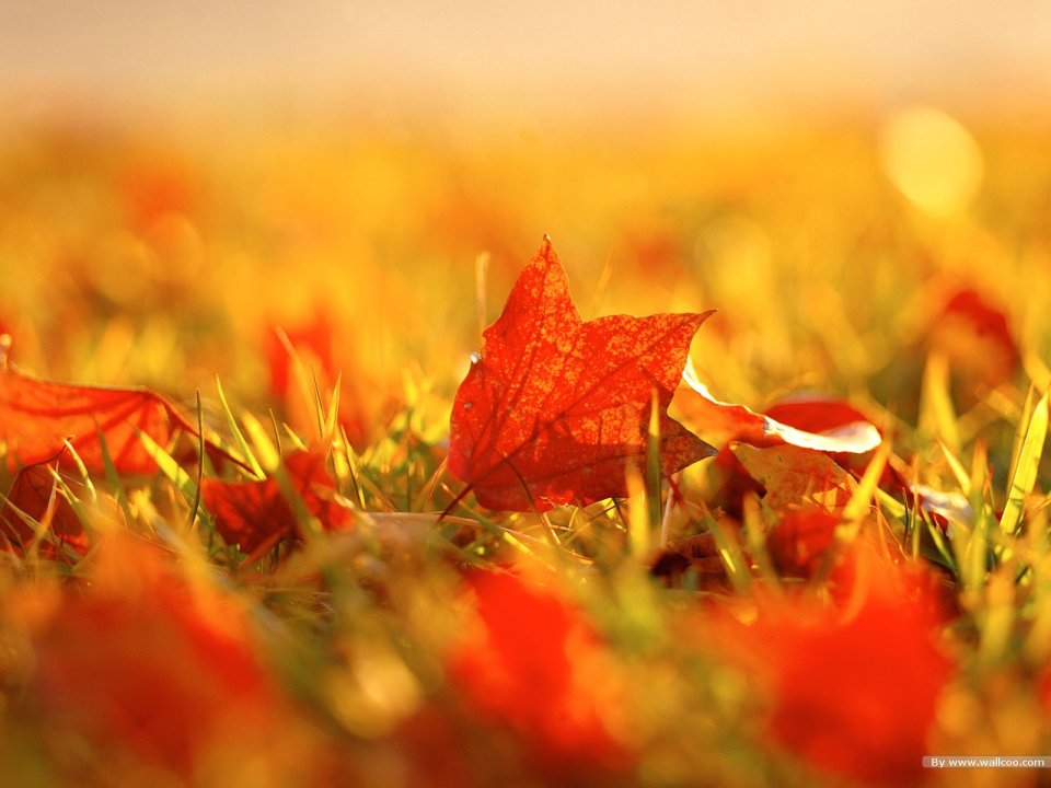 Vibrant Autumn Foliage: Fall Leaf Photography Wallpapers