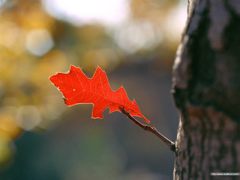Red Oak Leaf Closeup Under Autumn Sunlight