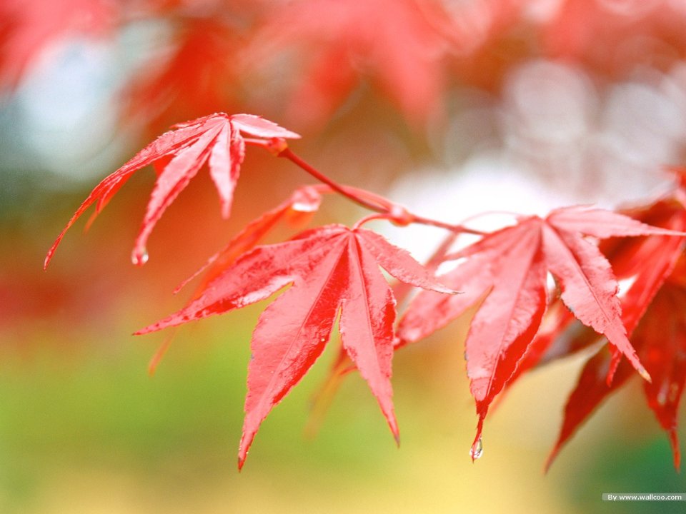 Autumn Red Maple Leaves With Dew Macro Closeup