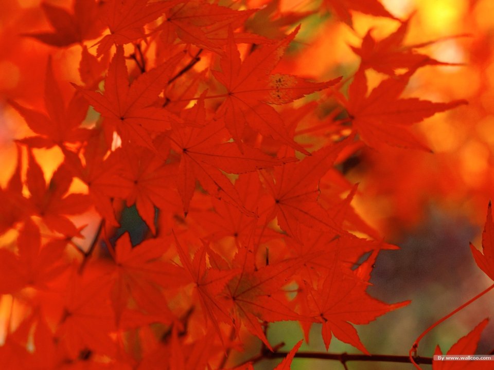 Autumn Fiery Red Maple Leaves Closeup Wallpaper