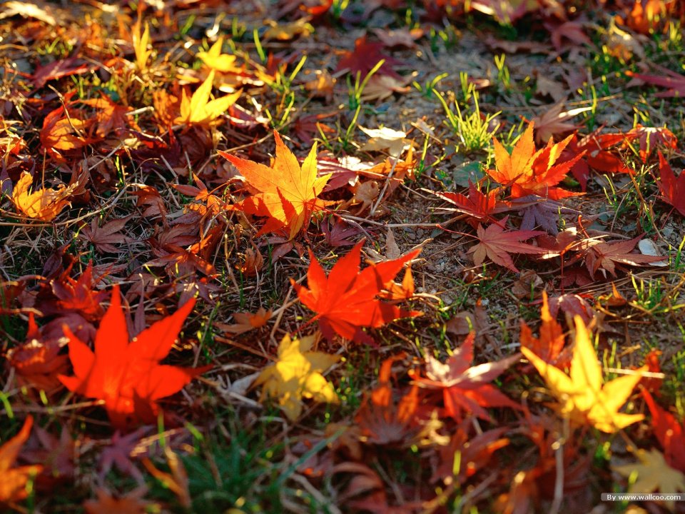 Autumn Sunlight Fallen Colorful Maple Leaves On Ground