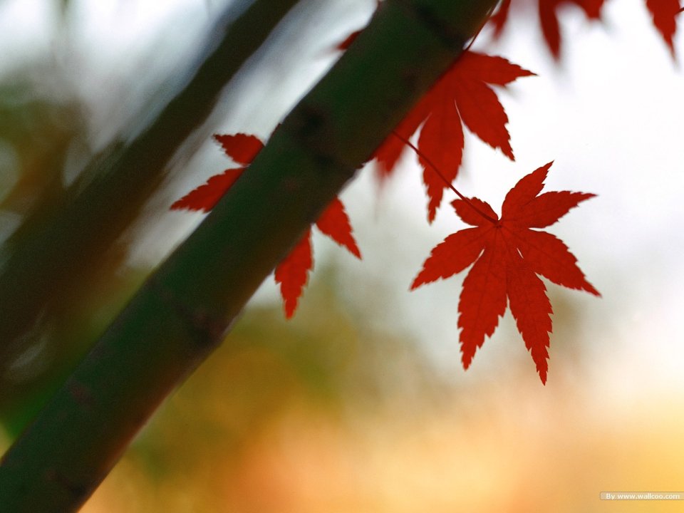 Autumn Red Maple Leaves And Green Bamboo Branch Closeup