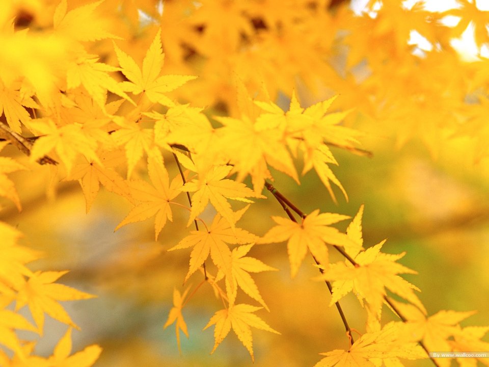 Golden Autumn Maple Leaves Closeup Under Sunlight