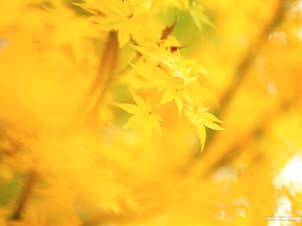 Golden Autumn Maple Leaves Closeup Wallpaper