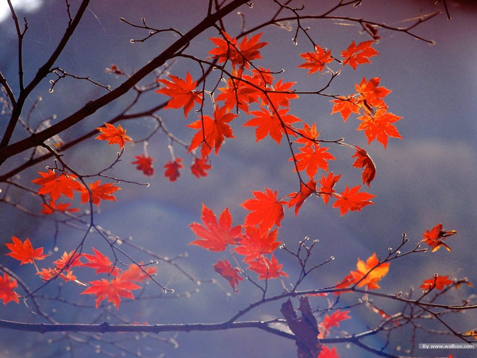 Autumn Backlit Red Maple Leaves Natural Scenery