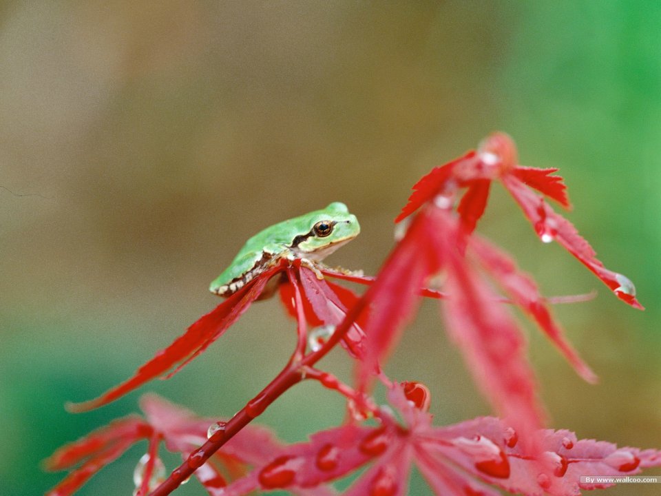 Green Tree Frog On Red Autumn Maple Leaf Macro Photography