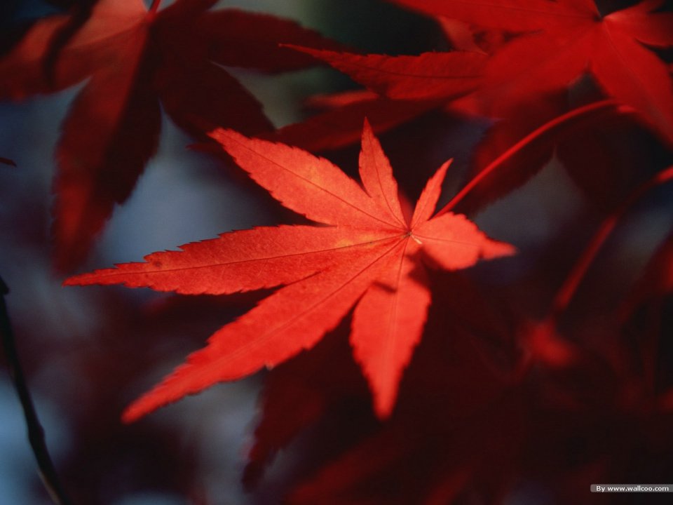 Autumn Bright Red Maple Leaf Macro Closeup Wallpaper