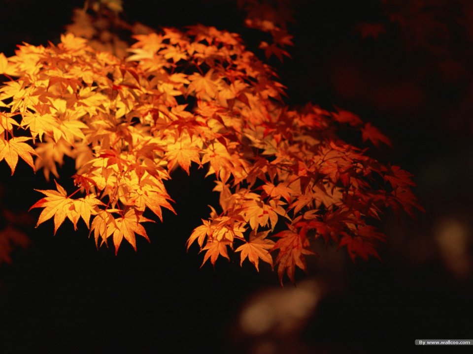 Warm Light Illuminated Autumn Red Maple Leaves Close Up