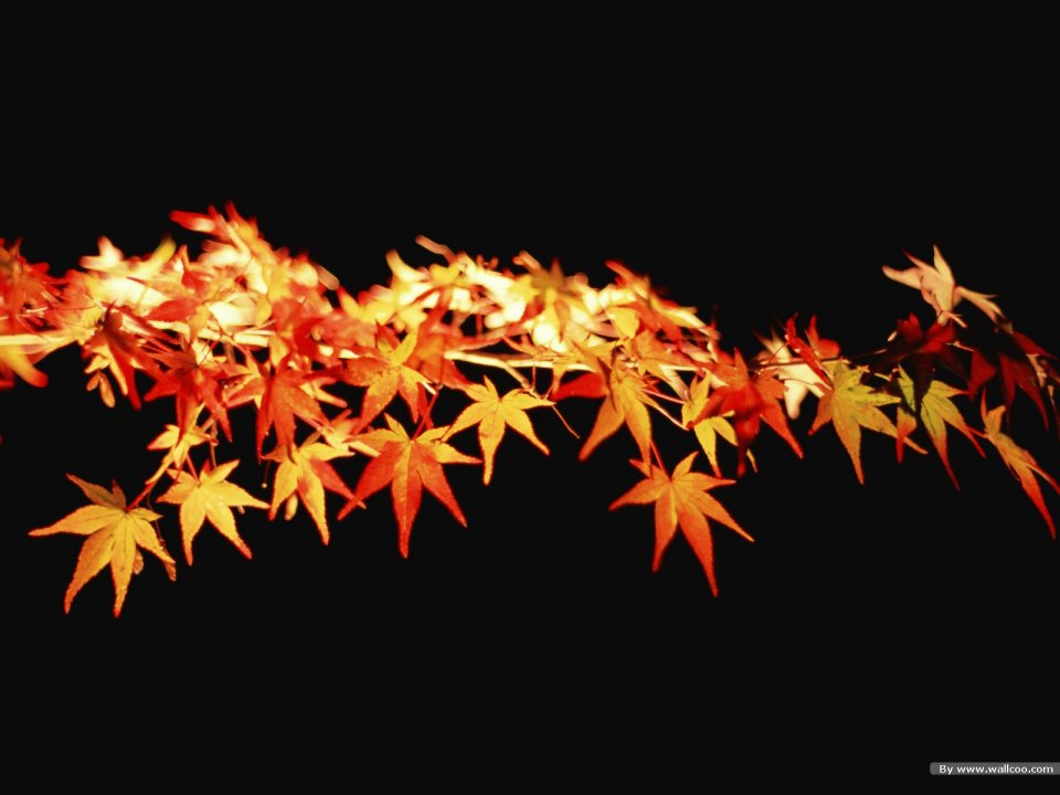 Warm Light Illuminated Autumn Maple Leaves Black Background
