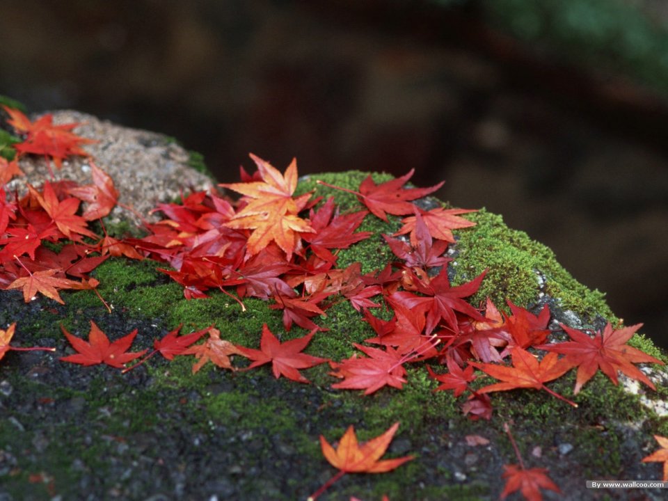 Autumn Red Maple Leaves On Moss Covered Rock