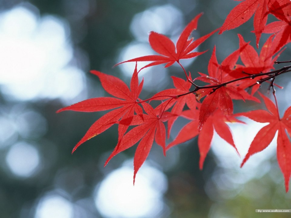 秋日带水珠鲜红枫叶微距特写 治愈秋景壁纸