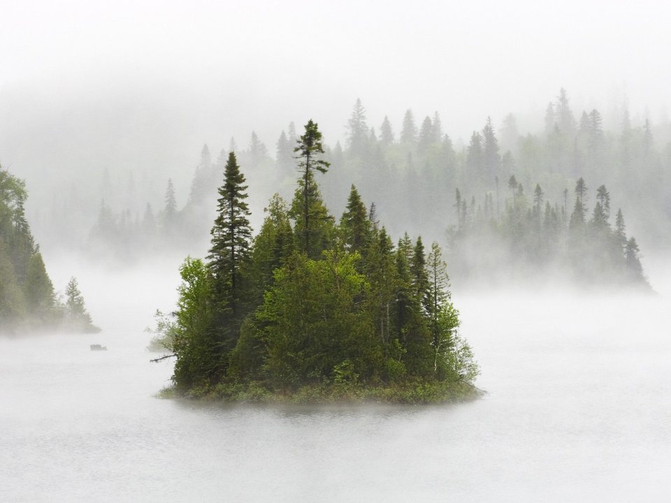Misty Forest Lake Superior Provincial Park