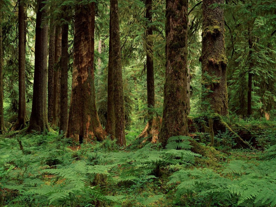 Ferns Hoh Rainforest Washington State