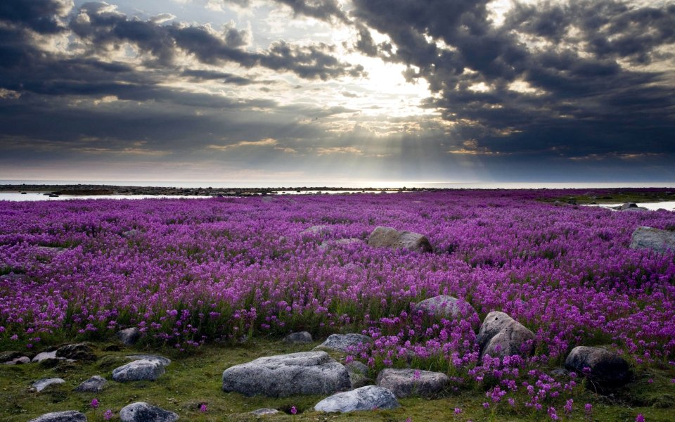 Fireweed Field Hudson Bay Canada