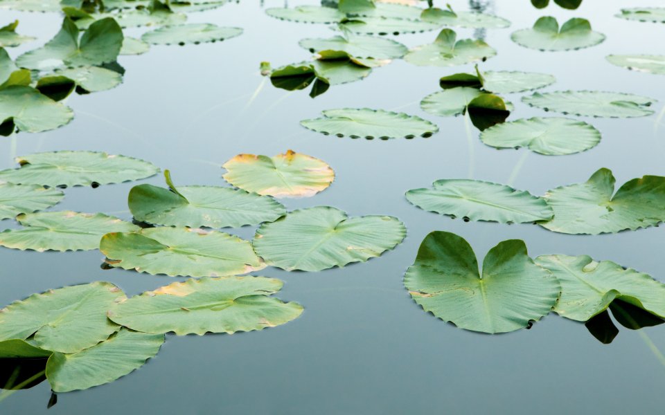 Floating Lotus Leaves On Calm Summer Lake Water