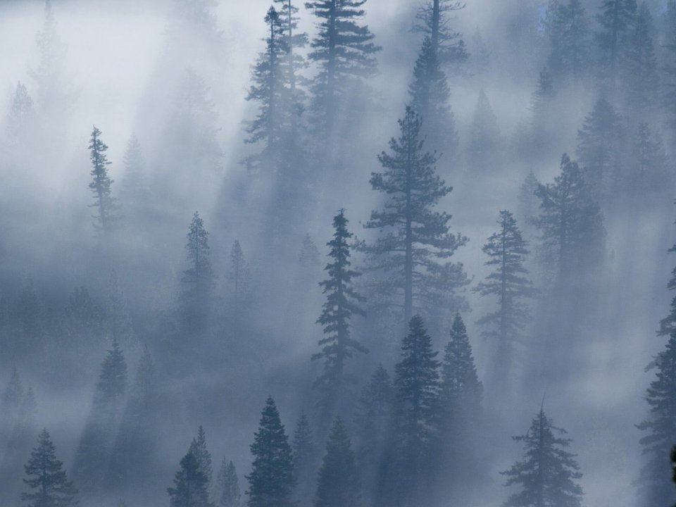 Foggy Coniferous Forest