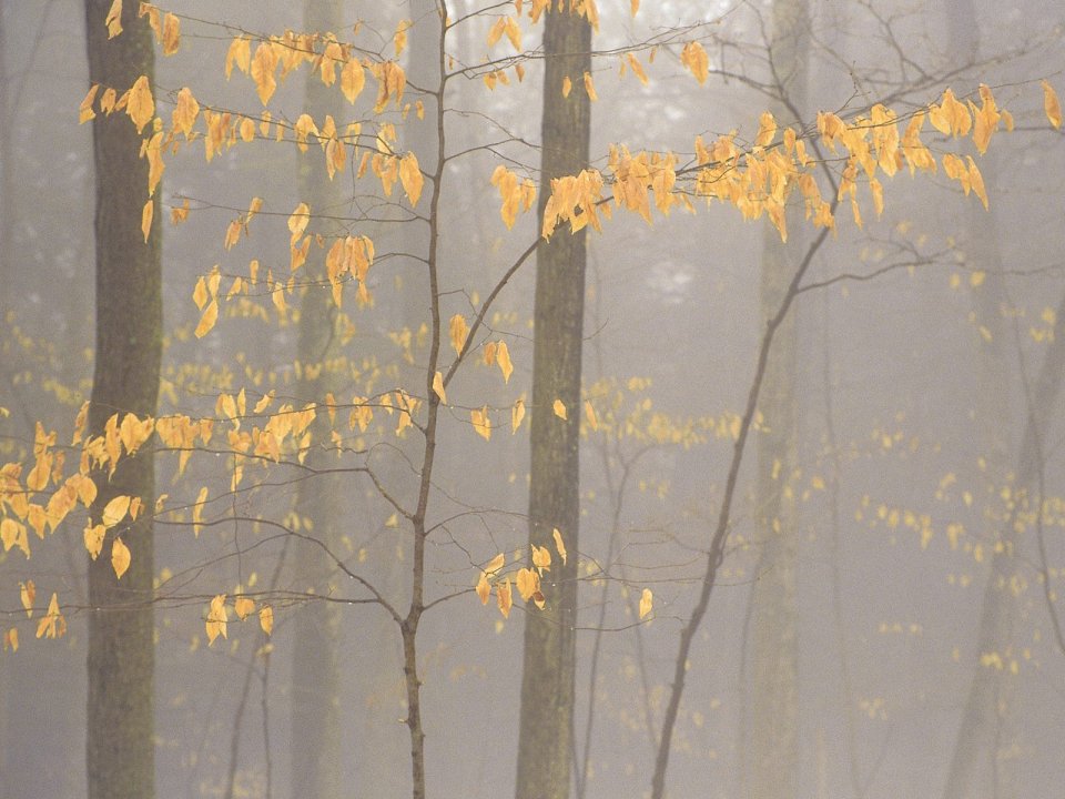 Autumn Foggy Forest With Golden Yellow Leaves Nature Scenery