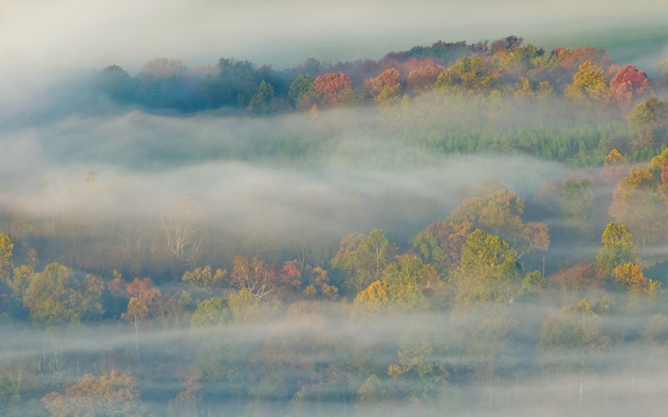 Autumn Forest With Morning Mist Beautiful Nature Scenery