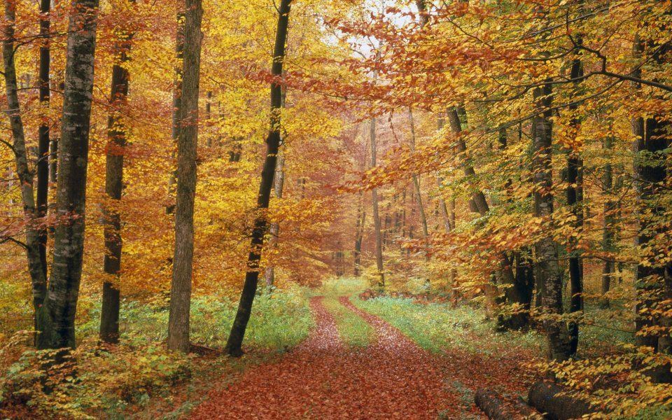 Autumn Forest Road