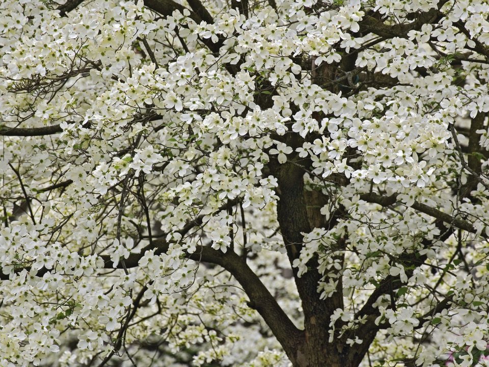 Giant Flowering Dogwood Kentucky Spring Full Bloom Scenery