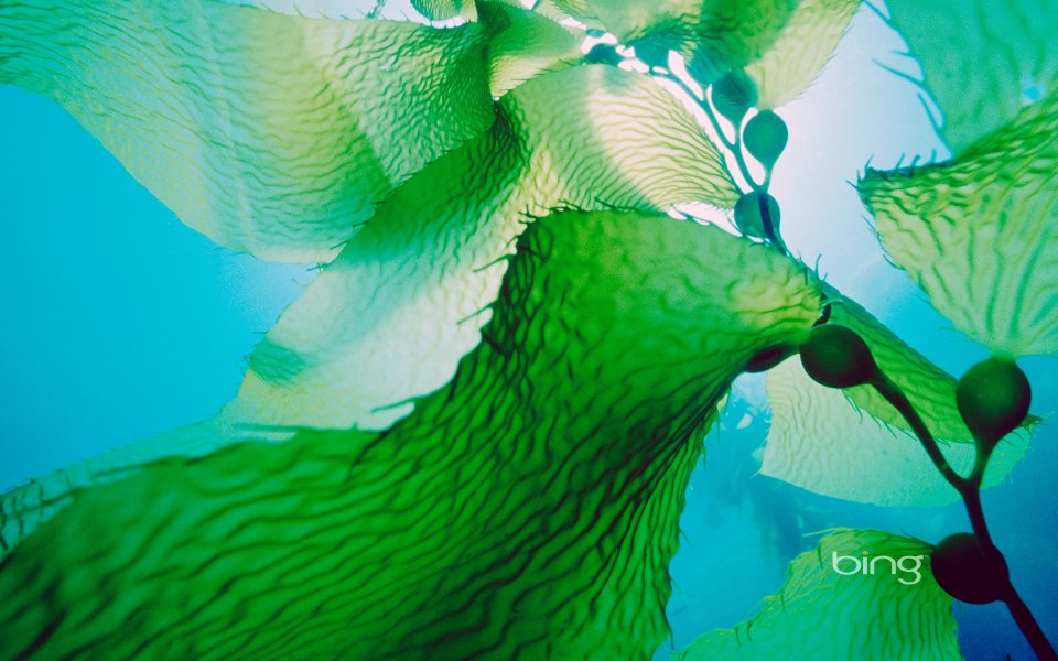 Giant Kelp Underwater Ocean Ecology Photography