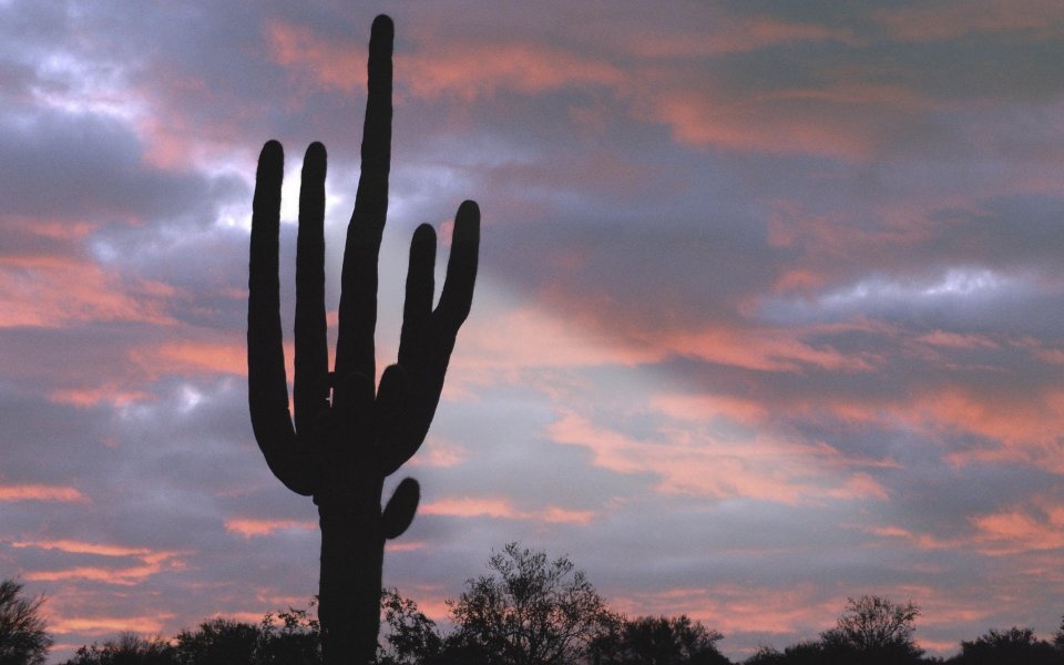 Giant Saguaro Cactus Arizona Sunset Silhouette