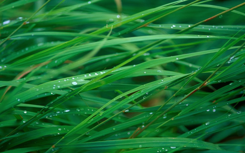 Green Grass Blades With Dew Drops Macro Closeup