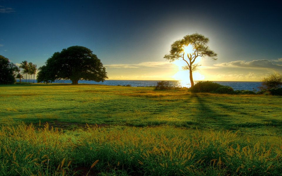Tropical Seaside Lawn Sunset Natural Scenery