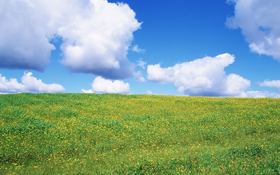 夏日晴空下开满黄色小花的翠绿草原自然风景
