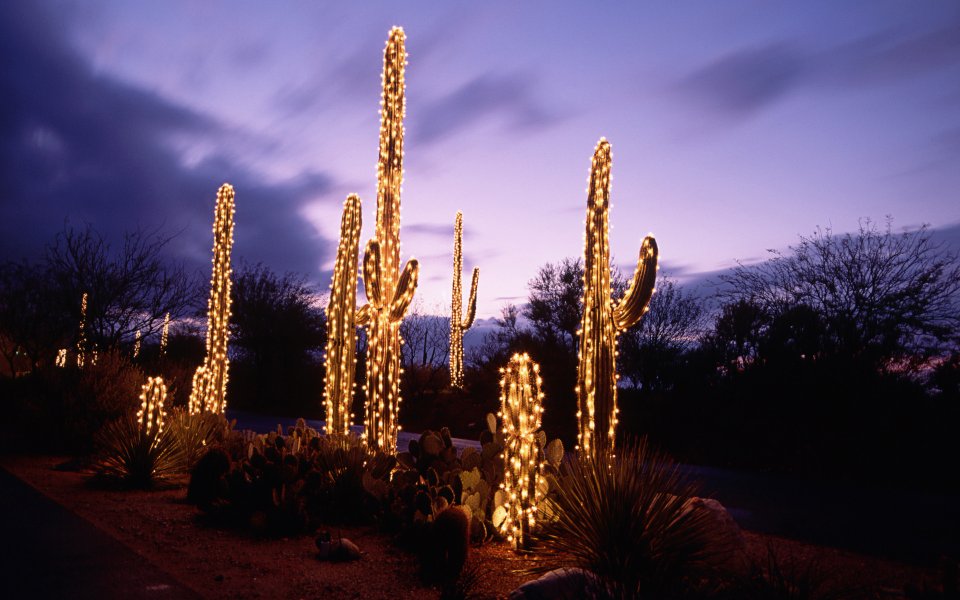 Desert Cactus Holiday Lights Twilight