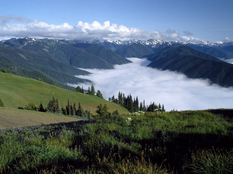 Hurricane Ridge Olympic Peninsula Washington Natural Landscape