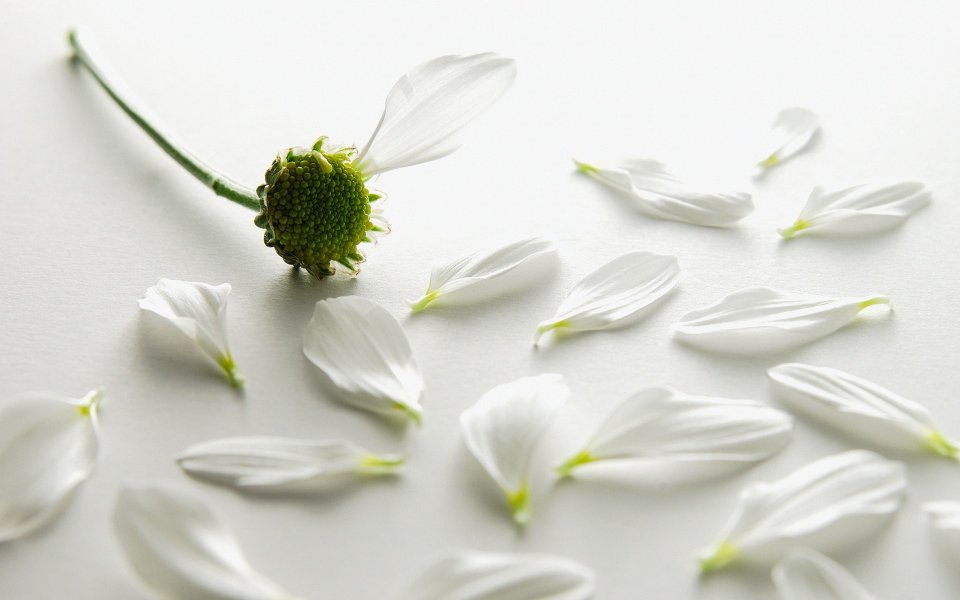 White Chamomile Petals Macro Still Life