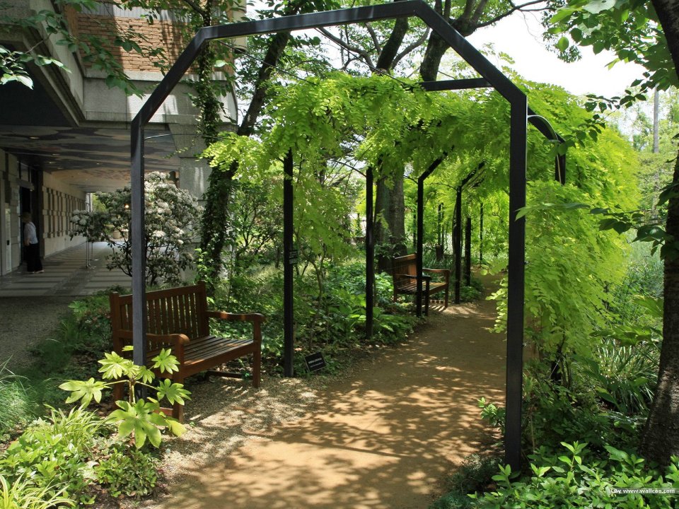 Japanese Garden Wisteria Pergola Shady Path Summer Landscape