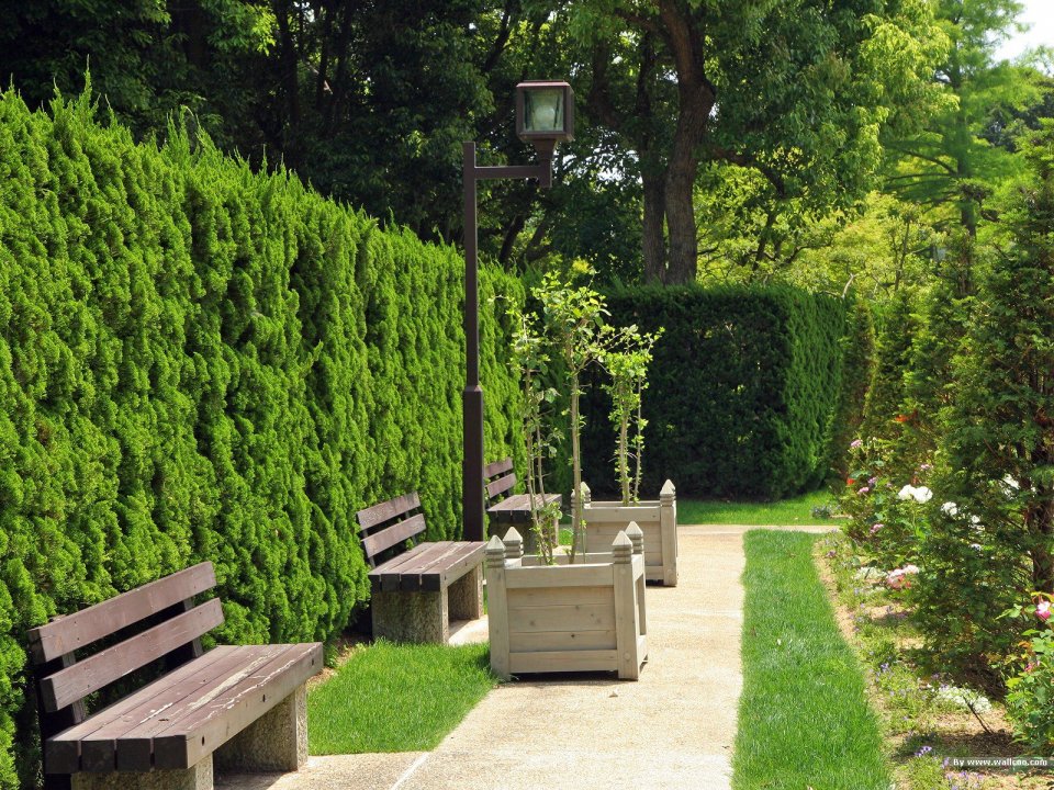 Japanese Garden Hedge Walkway With Benches Scenery