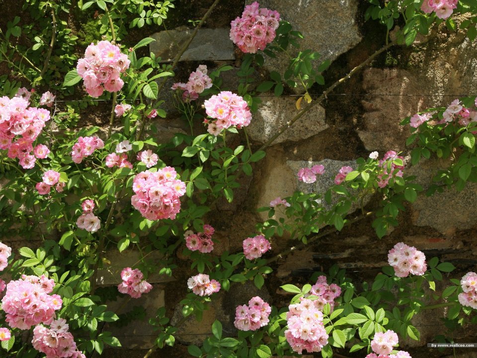 Pink Climbing Roses Blooming On Old Stone Wall In Spring