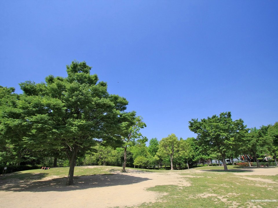 Japanese Park Summer Clear Blue Sky Green Trees Scenery